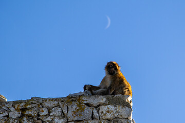 Barbary macaque sitting on a stone wall under a blue sky in Gibraltar