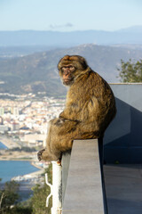 Barbary macaque sitting on a ledge with panoramic city view in Gibraltar