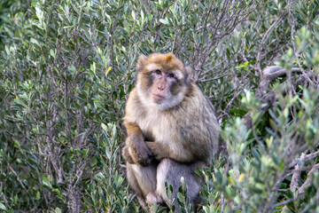 Barbary macaque resting in lush greenery in Gibraltar nature reserve