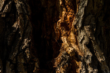 background texture and wood bark