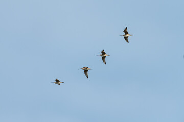Four white-rumped whimbrels flying together in formation.