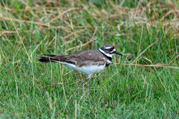 Killdeer with large red eye walking through a grassy area in Assateague