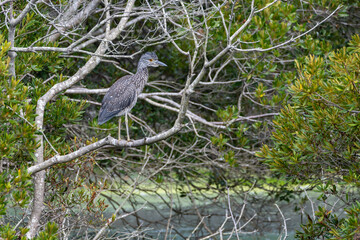 Night heron perched on a tree branch above water on Assateague island