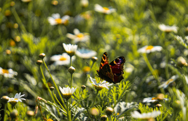  White daisy flowers and red butterfly on a alpine meadow