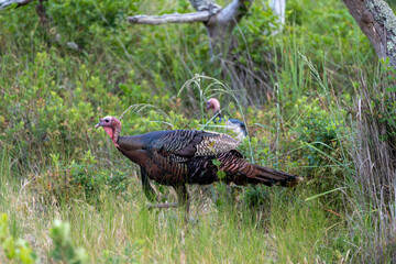Wild male turkey walking through a grassy area on Assateague island