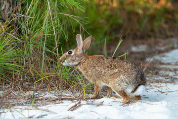 Wild rabbit eating plants on Assateague island
