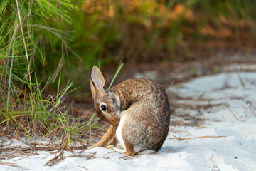 Wild rabbit grooming itself while sitting in the sand on Assateague island