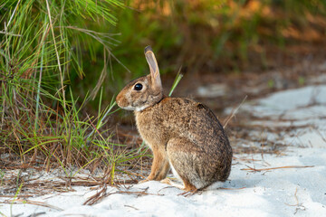 Wild rabbit sitting on it's haunches in the sand on Assateague island