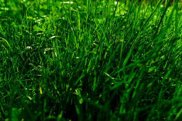 Obraz premium this is an abstract background of green grass