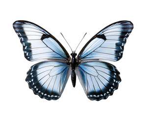 Blue butterfly on black background