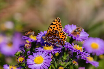 A Queen of Spain fritillary (Issoria lathonia), resting on Michaelmas daisies (Aster).