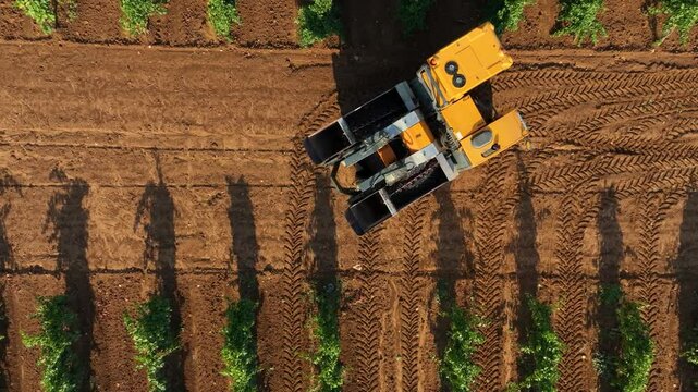 GRAPE HARVESTER, SHOT FROM BOTTOM UP WHILE HARVESTING AND CHANGING ROW