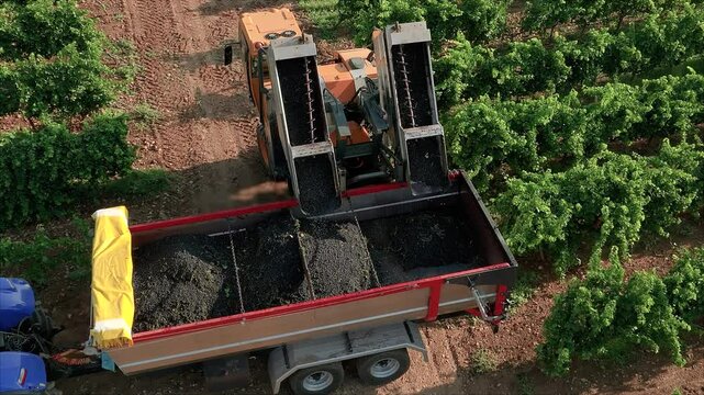 GRAPE HARVESTER, UNLOADING INTO THE TRUCK FROM THE TOP IN SLOW MOTION
