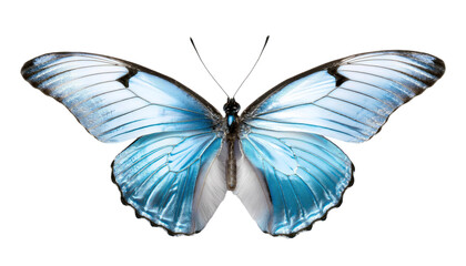 Blue Morpho butterfly wings