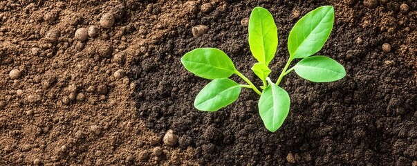 Naklejka premium Sandy soil mixed with organic compost to support plant growth, illustrating soil enhancement
