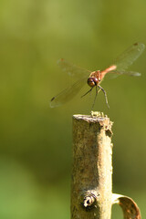 Dragonfly on a stick