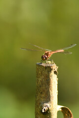 Dragonfly on a stick