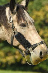 Horse Portrait