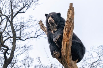 Spectacled bear (Tremarctos ornatus) sits on top of a tree and watches