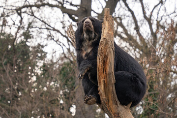 Spectacled bear (Tremarctos ornatus) sits on top of a tree and watches