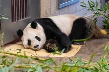 A giant panda (Ailuropoda melanoleuca) rests surrounded by bamboo