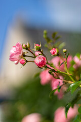 Obraz premium Fleur au printemps