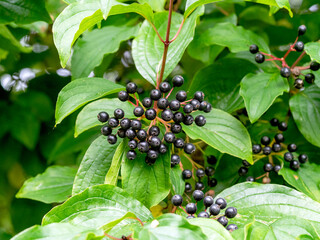 Black Cornus sanguinea dogwood berries and green leaves