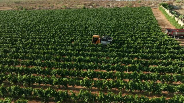 GRAPE HARVESTER, ORBITTING IT WHILE HARVESTING IN THE MIDDLE OF A VINEYARD AND TRACTOR IN THE BACKGROUND
