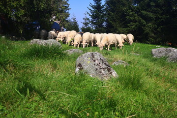 Fototapeta premium herd of mountain sheep graze on the grass (traditional grazing in Tatra Mountains in Poland)