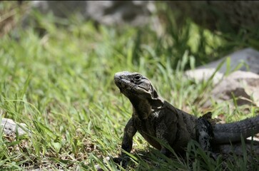Lizard in the grass