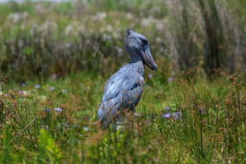 Shoebill stork in the swamp area of Lake Victoria in Uganda
