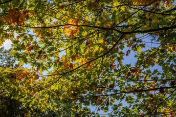 Sunlight shinning through oak tree branches with colorful leaves