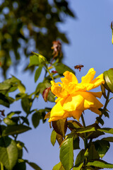 Fototapeta premium Rosa Amarilla, primavera naturaleza