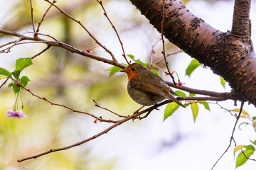 European robin 