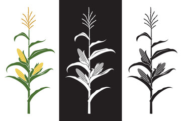 collection of corn stalk illustrations isolated on white and black background