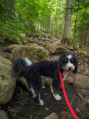 Fototapeta premium Bernedoodle dog with red leash on his way up the rocky trail to Cascade Mountain, Lake Placid, Upstate New York.