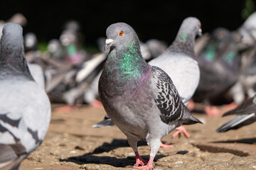 Feeding pigeons on the street	