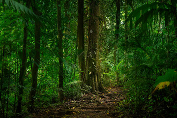 Obraz premium Understory