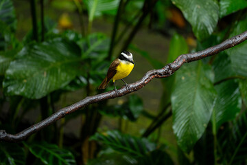 Watching for an Opening