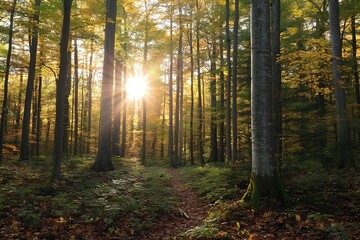 Obraz premium Sun shining through trees in a forest with a pathway