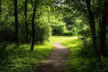 Obraz premium Sunbeams illuminate a winding path through a lush green forest