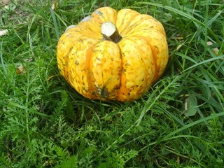 Little cute spotted pumpkin in the grass during daylight