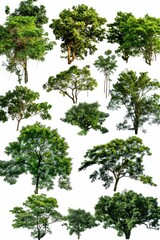 A variety of trees against a white background