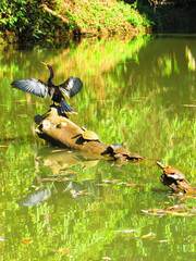A biguatinga on a log in the middle of a beautiful lagoon with some turtles behind