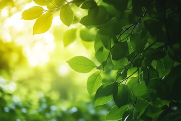 Obraz premium Close up of green leaves with sunlight shining through. Nature, summer, fresh, green, vibrant.