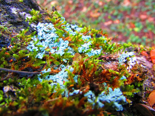 Beautiful mugos on a tree trunk in a large forest