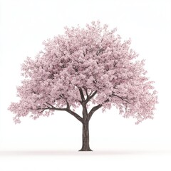 A cherry blossom tree in full bloom, isolated on a clean white background, showcasing its delicate pink flowers