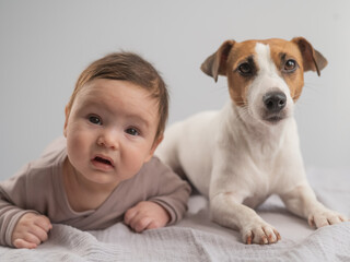 Portrait of a baby lying on his stomach and a Jack Russell Terrier dog.