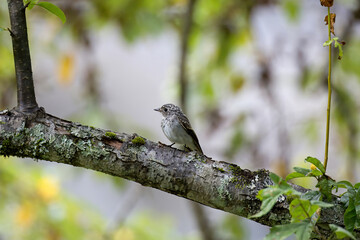枝にとまるコサメビタキの幼鳥
