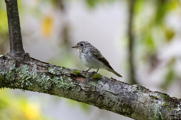 枝にとまるコサメビタキの幼鳥